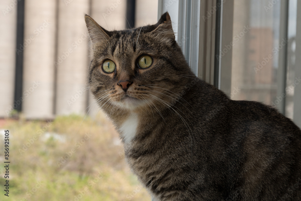 portrait of a cat