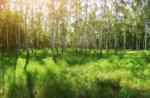 Birches forest with sunlight. Summer panorama with scenic nature.