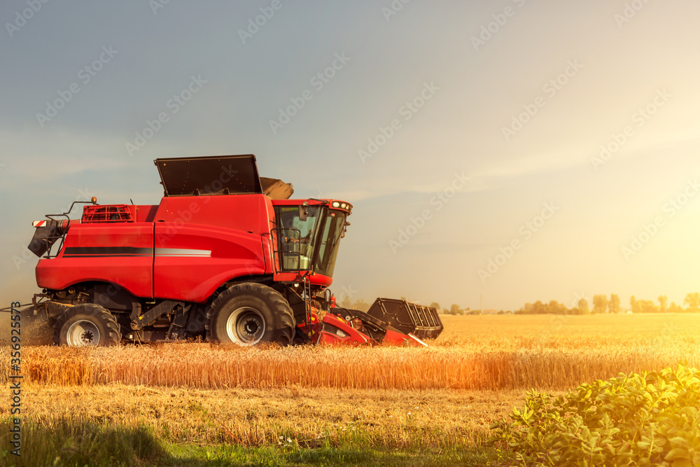 Obraz premium Red combine harvester is working during harvest time in the farmer’s fields, machine is cutting grain plants at sunset, agriculture concept