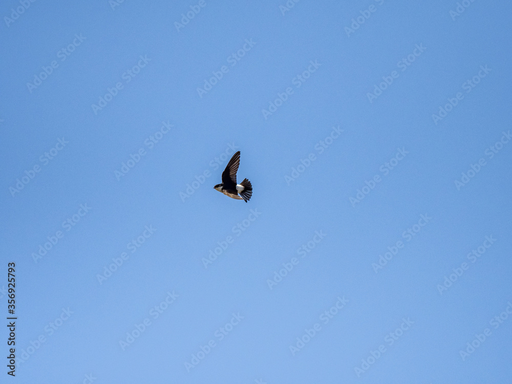asian house martin in flight on blue sky 3 asian house martin in flight on blue sky 3