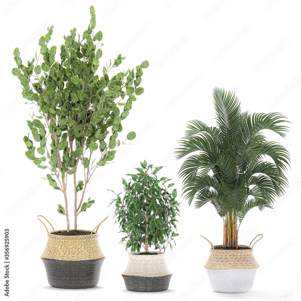 Obraz premium Houseplants plants in a basket on white background
