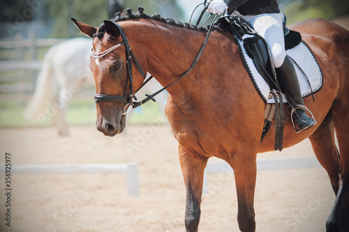 A beautiful, elegant bay horse with a braided mane and a rider in the saddle is walking through the sandy arena for a dressage competition, illuminated by sunlight.