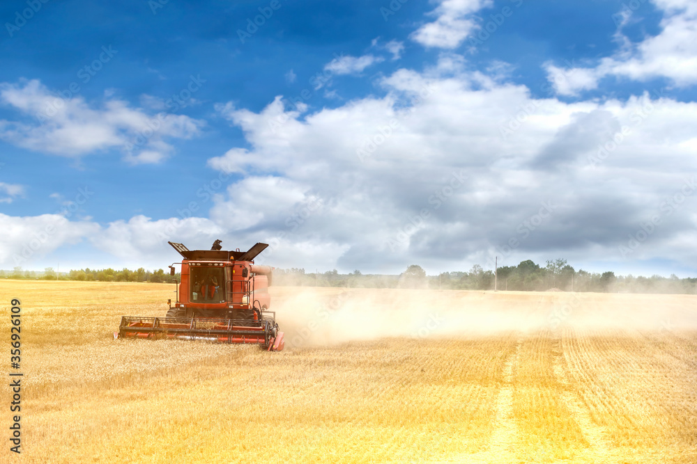 Fototapeta premium Red combine harvester is working during harvest time in the farmer’s fields, machine is cutting grain plants, agriculture concept