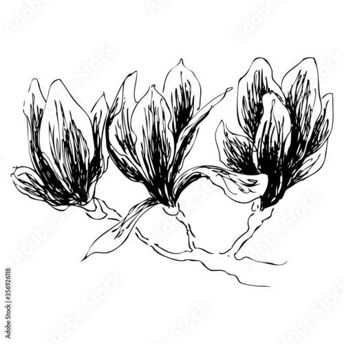 The isolated blooming magnolia branch. The flowers of magnolia in simple and elegant graphic design in black color on a white background. The hand drawn sketched flowers on a branch of a magnolia tree