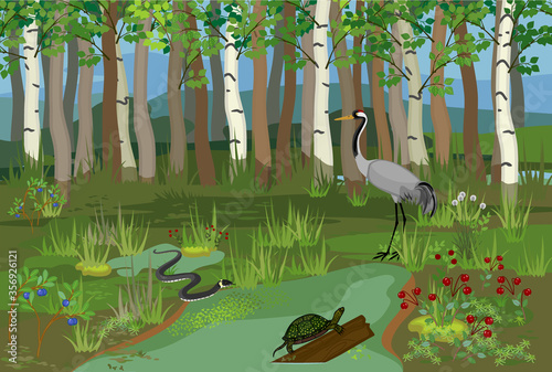 Ecosystem of swamp. Different swamp inhabitants: animals and plants