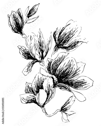 The blooming magnolia branch. The flowers of magnolia in graphic. Simple and elegant design in black color on a white background. The hand drawn sketch of flowers on a branch of a magnolia tree