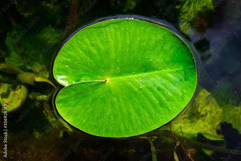 Leaf background. Drop water on green lotus plant in garden pond or lake with abstract reflection. Fresh macro dew on nature background. Flat lay. Leaf background. Drop water on green lotus plant in garden pond or lake with abstract reflection. Fresh macro dew on nature background. Flat lay.