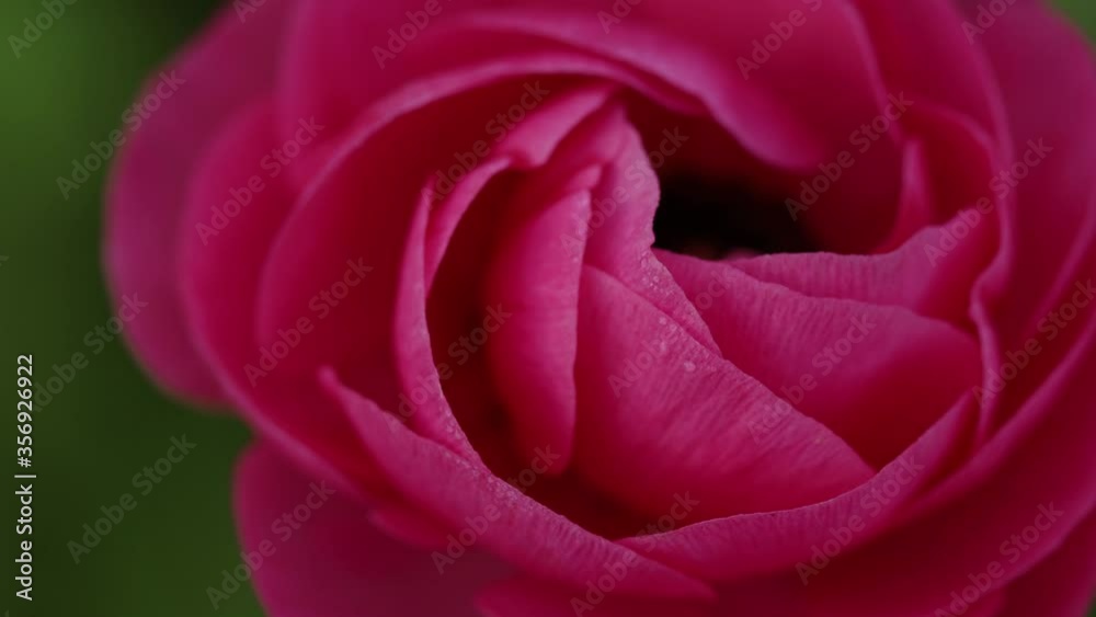 Gorgeous pink buttercup wildflower and bloomed petals in green background, extreme detail close up static