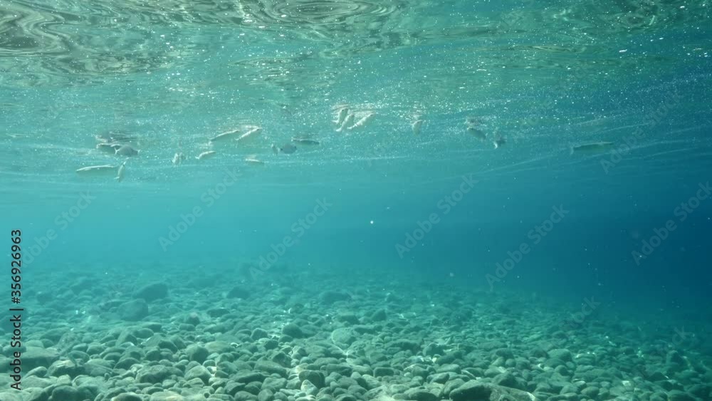 fish eating particles from surface of water underwater mediterranean sea ocean feeding scenery