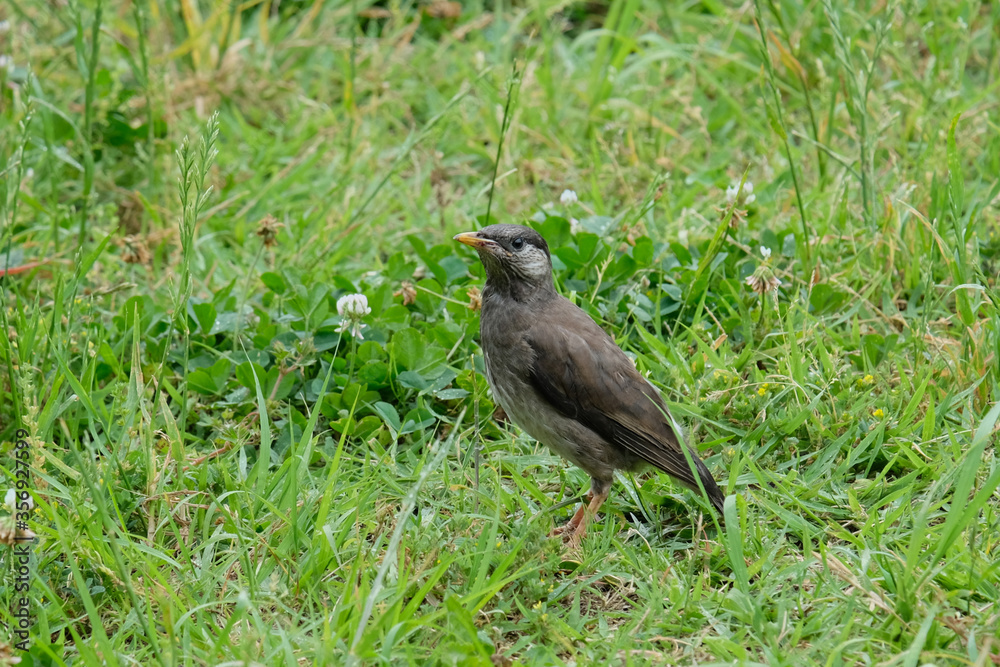 日本の野鳥 日本の野鳥