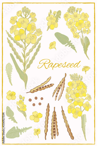 Rapeseed Flowers with Pod, Seeds  in hand draw style isolated.