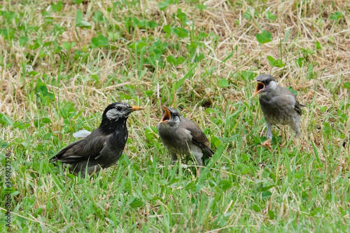 日本の野鳥 