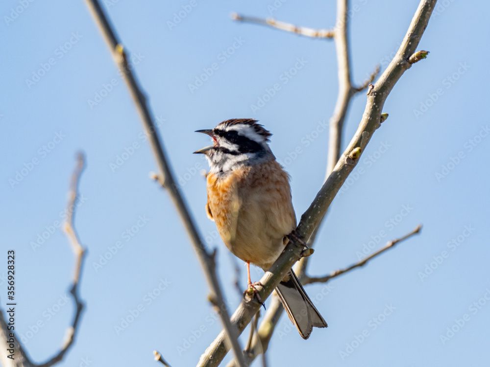 Meadow Bunting perched in a tree and blue skies 14 Meadow Bunting perched in a tree and blue skies 14