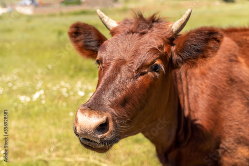 Portrait of a brown cow bull with horns on a green meadow with white flowers. The muzzle is turned to the left, the dark eyes open. Year of the bull 2021. Agriculture and livestock, dairy products.