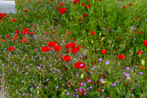 Mohnblumen am Wegrand Mitterfels im Bayerischen Wald