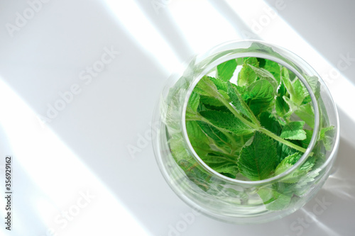 mint leaves in a round glass vase. top view with copy spase for text. fresh greens for gut health. peppermint as cocktail ingredient. top view