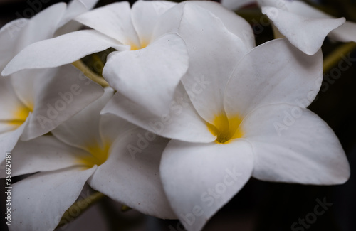 White flowers; Plumeria Pudica