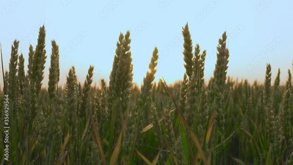 Wheat Field at Sunset. The spikelets Flutter in the Wind. Wheat Field at Sunset. The spikelets Flutter in the Wind.