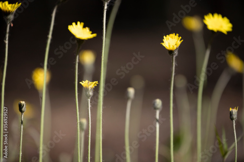Yellow dandelion flower in a pine forest