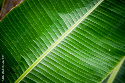 green leaf texture © BillyKrissada