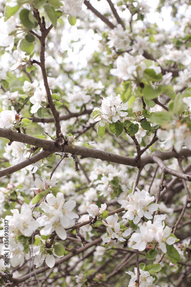 Flowering apple tree Flowering apple tree