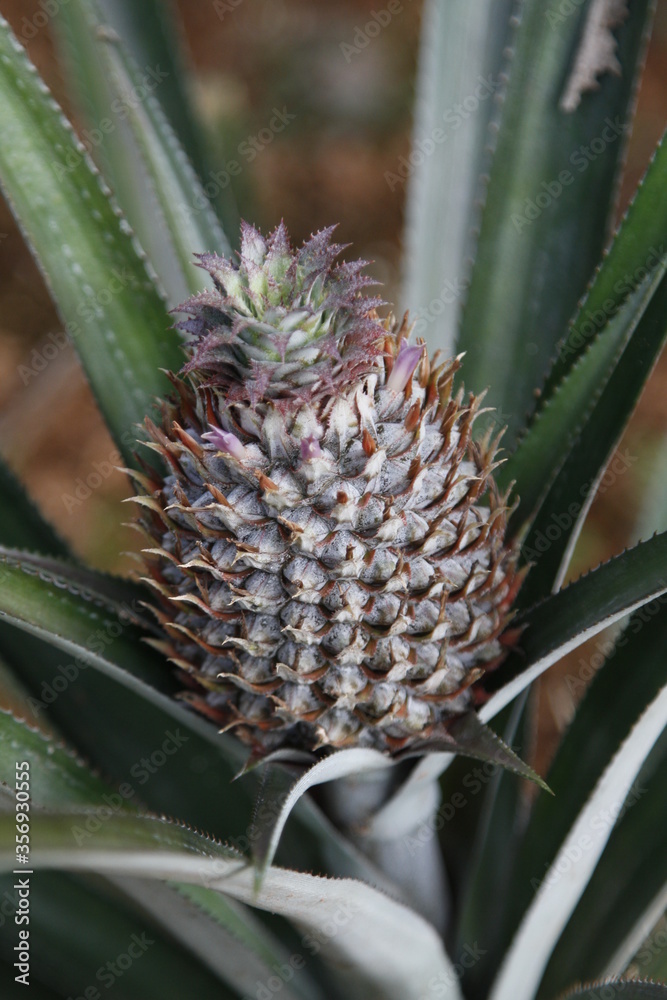 Obraz premium close up of pineapple