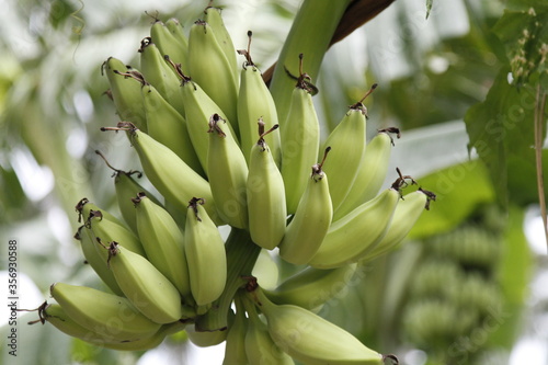 bunch of bananas on tree © Dharmesh
