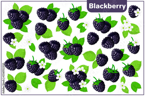 Set of vector cartoon illustrations with Blackberry exotic fruits isolated on white background