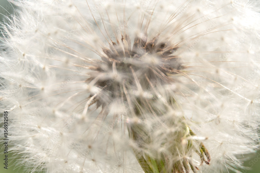 Close-up of a white dandelion, macro, background