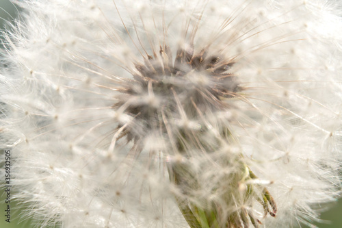 Close-up of a white dandelion  macro  background