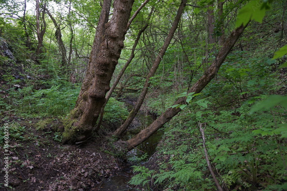 A stream flows in a mysterious forest. A stream flows in a mysterious forest.