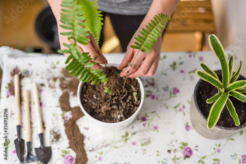 Manos de mujer joven plantando una planta en un tarro, concepto jardinería en casa, eco, medioambiente
