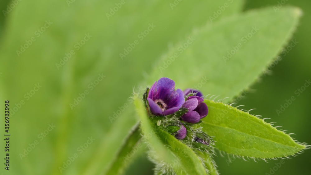 little beautiful purple flowers, summer warm day little beautiful purple flowers, summer warm day