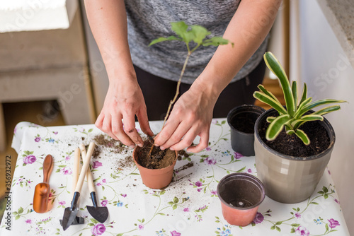 Manos de mujer joven plantando un árbol en un tarro, concepto jardinería en casa, eco, medioambiente photo