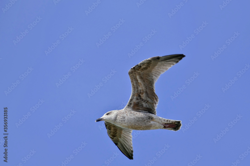 Obraz premium Fliegende Möwe von unten fotografiert.