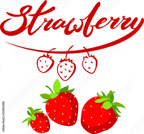 Vector set of hand written lettering of word strawberry and some berries : hand drawn linear simple sketch style and flat graphic. Isolated on white elements for summer food desiggn cards, posters.