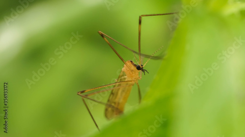 big mosquito is waiting for the night in the grass © Olexandr