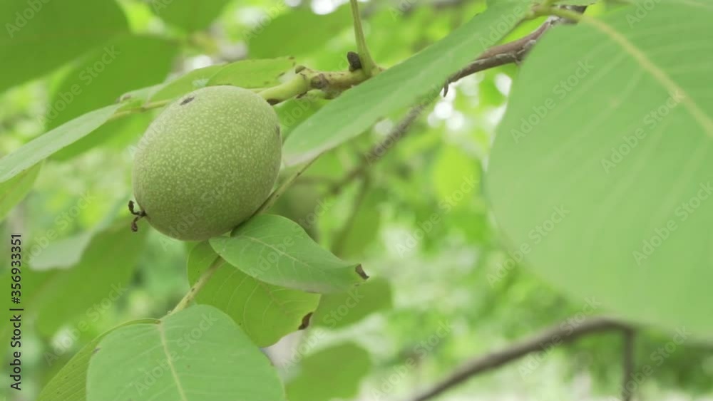 A pear tree on a plantation in the countryside Mendoza Argentina A pear tree on a plantation in the countryside Mendoza Argentina