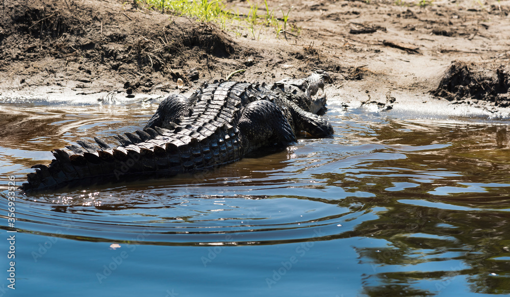 Mexico, Oaxaca,Mazunte, Ventanilla,crocodile in the natural state in the lagoon stopped on the shore,view of the crocodile from behind