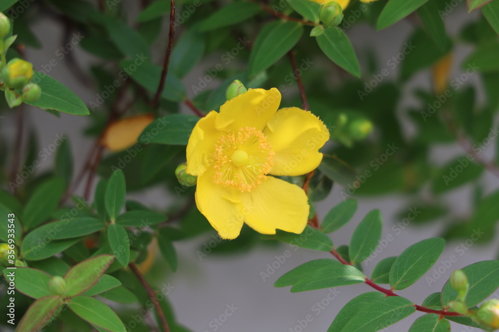 花 花