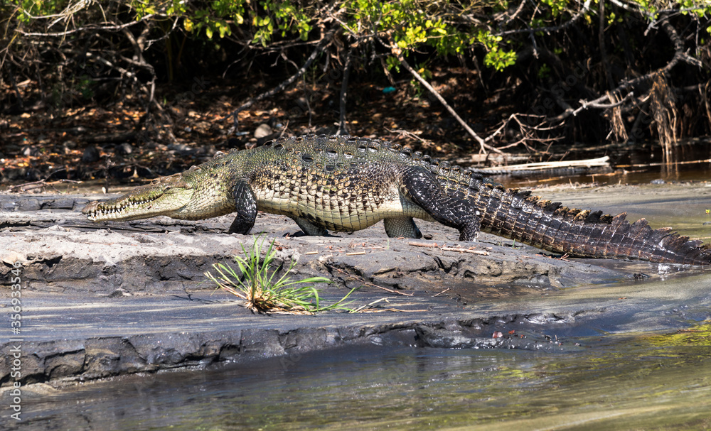 Oaxaca, Ventanilla Lagoon, crocodile walks on the beach Oaxaca, Ventanilla Lagoon, crocodile walks on the beach