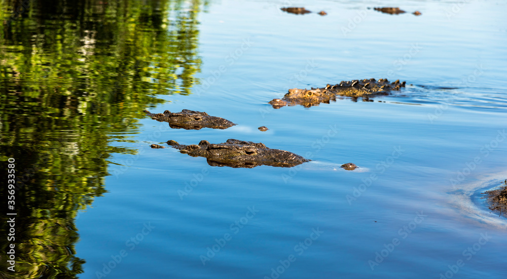 Mexico, Ventanilla lagoon, Oaxaca, crocodiles that emerge from the water of the lagoon,green reflections of the water Mexico, Ventanilla lagoon, Oaxaca, crocodiles that emerge from the water of the lagoon,green reflections of the water