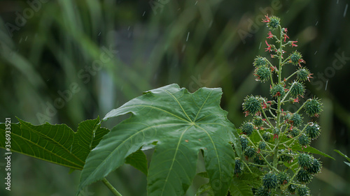 Datura Metel young fruit and leaves with rain drops