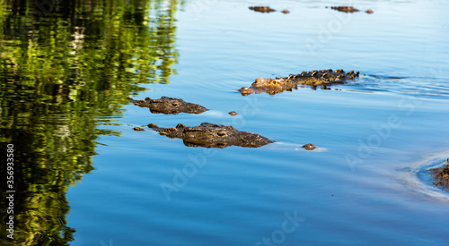 Mexico, Ventanilla lagoon, Oaxaca, crocodiles that emerge from the water of the lagoon,green reflections of the water