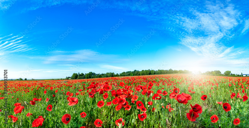 Beautiful summer day over poppy field - panorama shot Beautiful summer day over poppy field - panorama shot