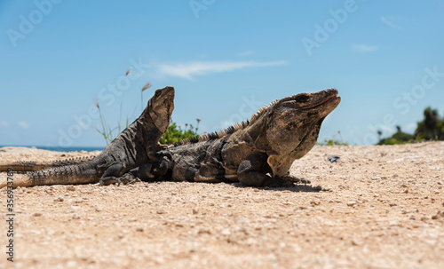two iguanas in the sun, blue background