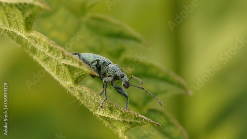 turquoise weevil on a leaf  selective focus image