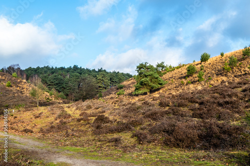 Heath landscape (Posbank) in autumn near Rheden, Netherlands
