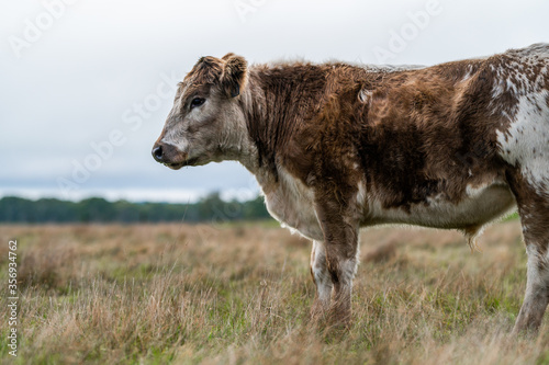 Cows grazing in a field photo