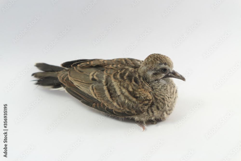 Fototapeta premium Eurasian tree sparrow on white background.